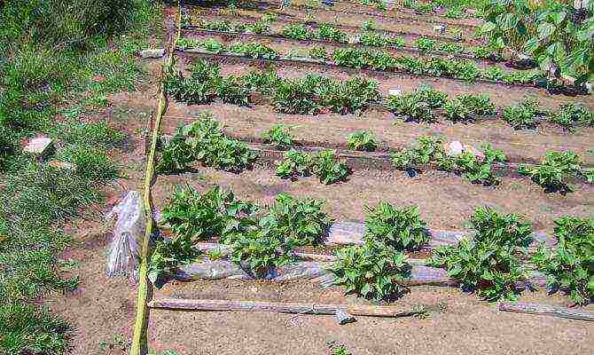 Выращивание картофеля из семян, технология посадки семенами на рассаду