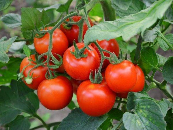 Высокая урожайность при минимальных затратах — томат «спасская башня f1»: отзывы огородников и секреты выращивания