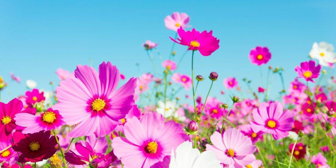Однолетние цветы для дачи: выбираем яркие и красивые однолетние цветы для выращивания (125 фото)