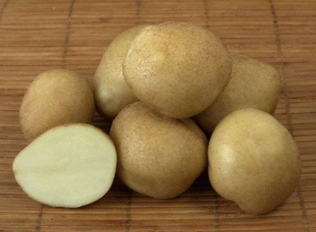 Картофель голубизна - описание сорта, характеристика, фото