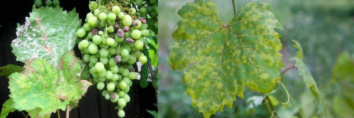 Виноград тукай: описание сорта, фото и отзывы садоводов