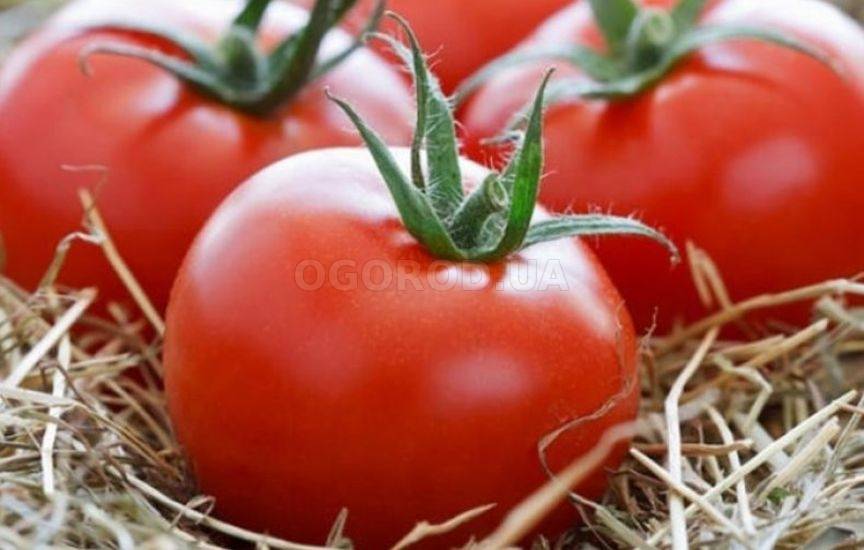 Желтоплодный томат из новинок под названием король сибири: подробное описание, агротехника, отзывы