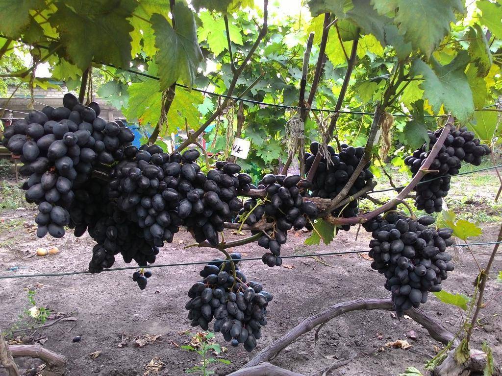 Сорт ливия — описание винограда, особенности ухода