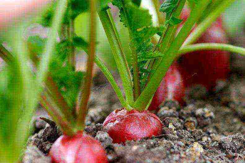 Выращивание редиса в открытом грунте, в домашних условиях — агротехника