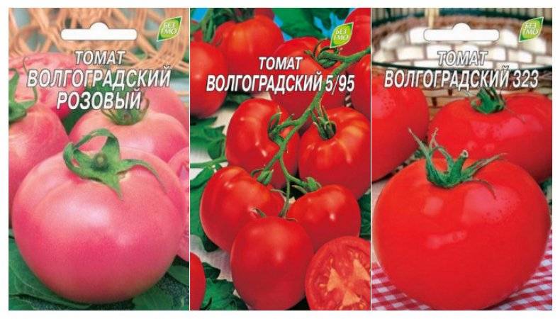 Сорт помидора «волгоградский розовый»: фото, видео, отзывы, описание, характеристика, урожайность