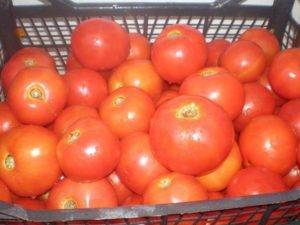 Особенности сорта томатов дар заволжья