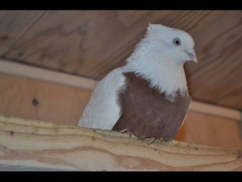 Описание породы андижанские голуби