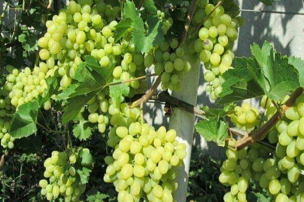 Виноград ландыш: характеристики, описание, уход
