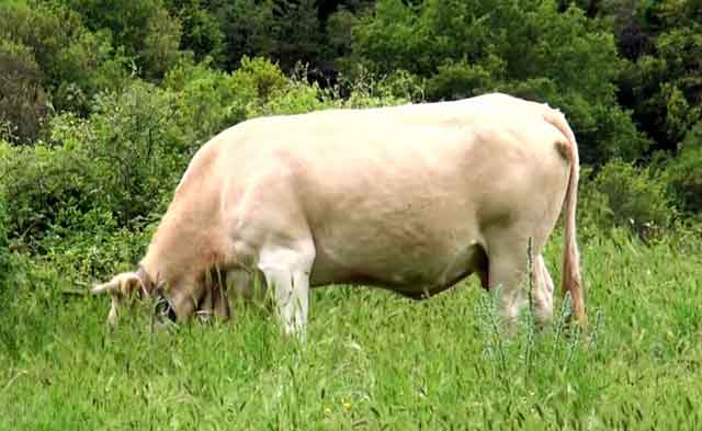 Выпадение влагалища у коров: этиология, лечение | 
ветеринарная служба владимирской области