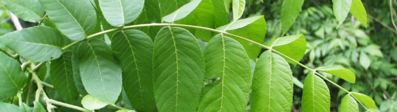 Лещина обыкновенная: полезные свойства листьев, противопоказания для лечебного применения в медицине
