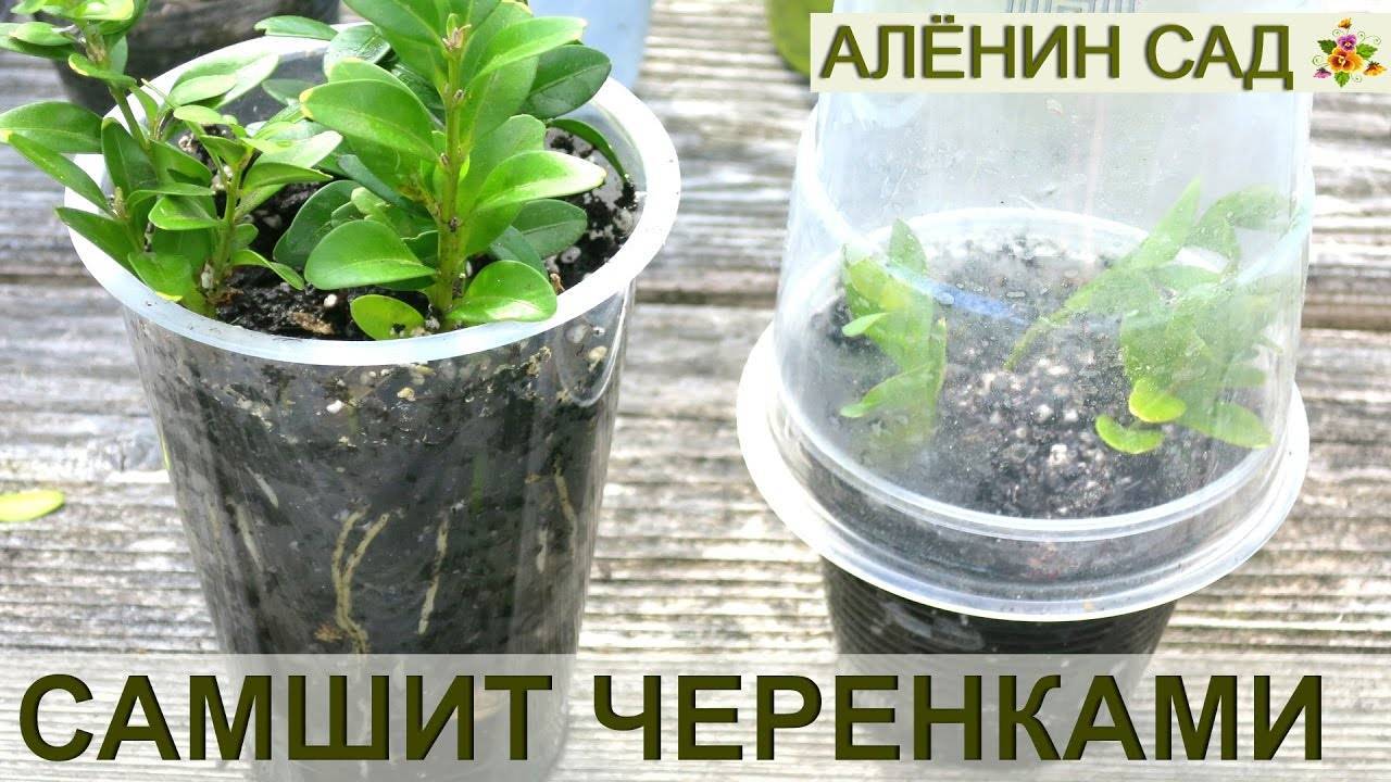 Как выращивать самшит в комнатных условиях?