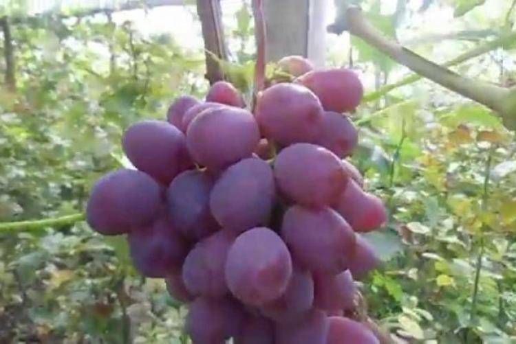 Выращивание винограда на кубании, сорта винограда, когда цветет, как ухаживать