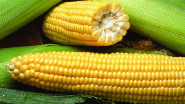 Польза и вред кукурузы для здоровья человека