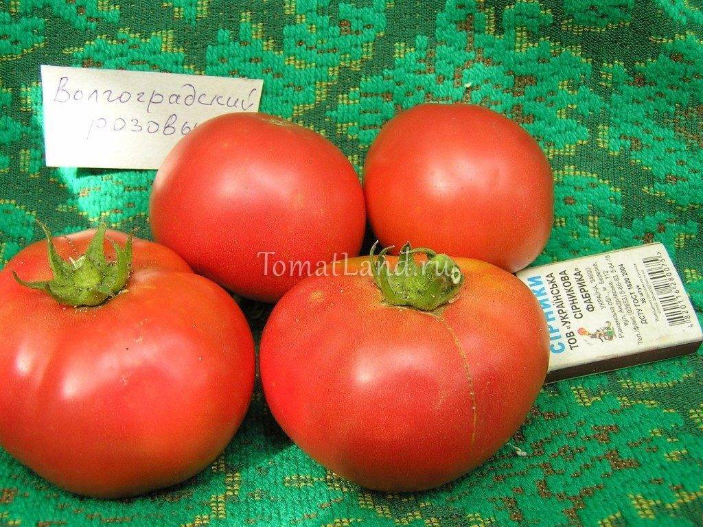 Универсальный скороспелый томат «волгоградский»: чем хорош и почему стоит его выращивать на своем участке