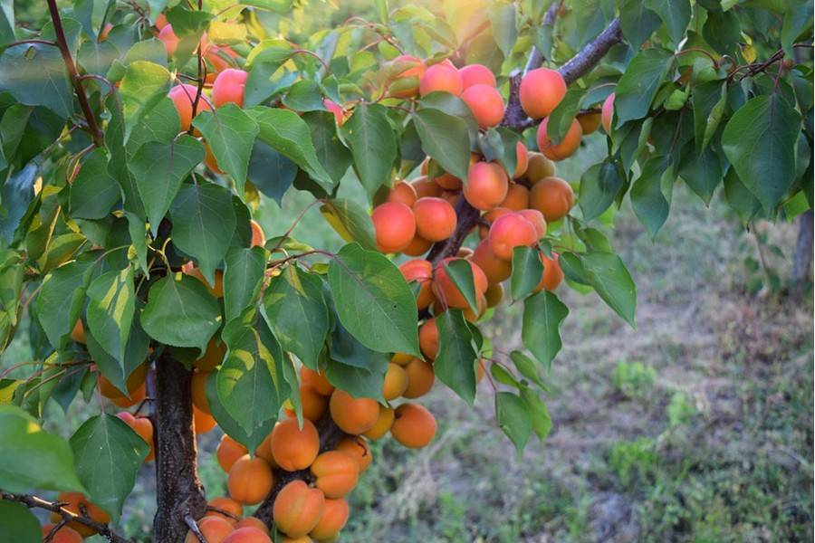 Описание и характеристика абрикоса сорта фаворит