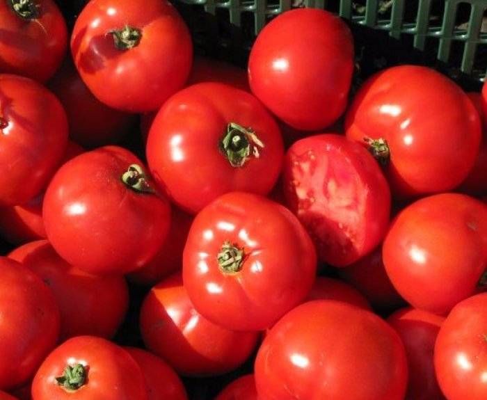 Крепыш из голландии — описание характеристик замечательного сорта томата «бобкат»