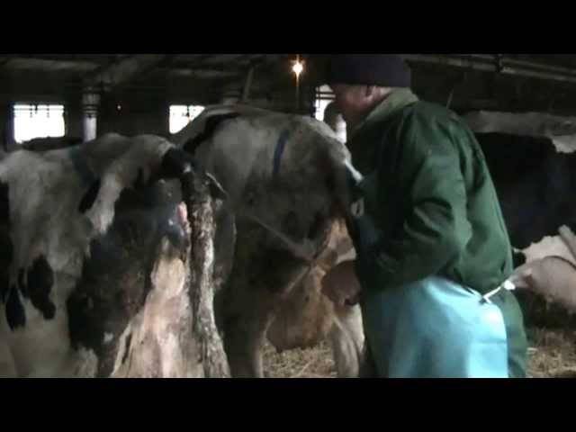 Бельмо на глазу у коровы: причины и лечение