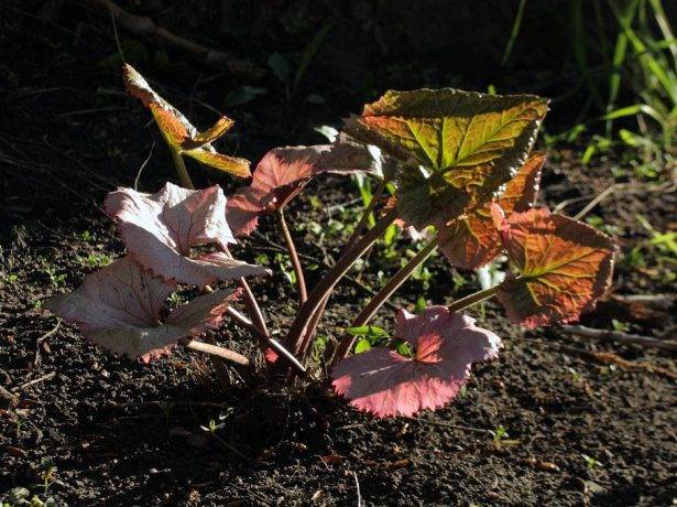 Бузульник — элегантная лигулярия: выращивание, посадка, уход и размножение
