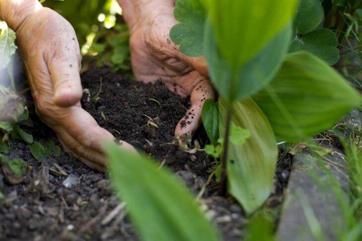 Удобрение почвы козьим навозом: преимущества, сферы использования и условия хранения