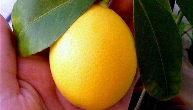 Как вырастить лимон дома  - инструкция по сортам лимона