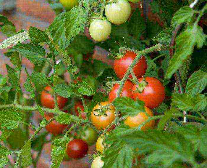 Выращивание томатов в открытом грунте: посадка, уход и уборка урожая