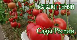 Описание и характеристика сорта томата волгоградский 5/95, его урожайность