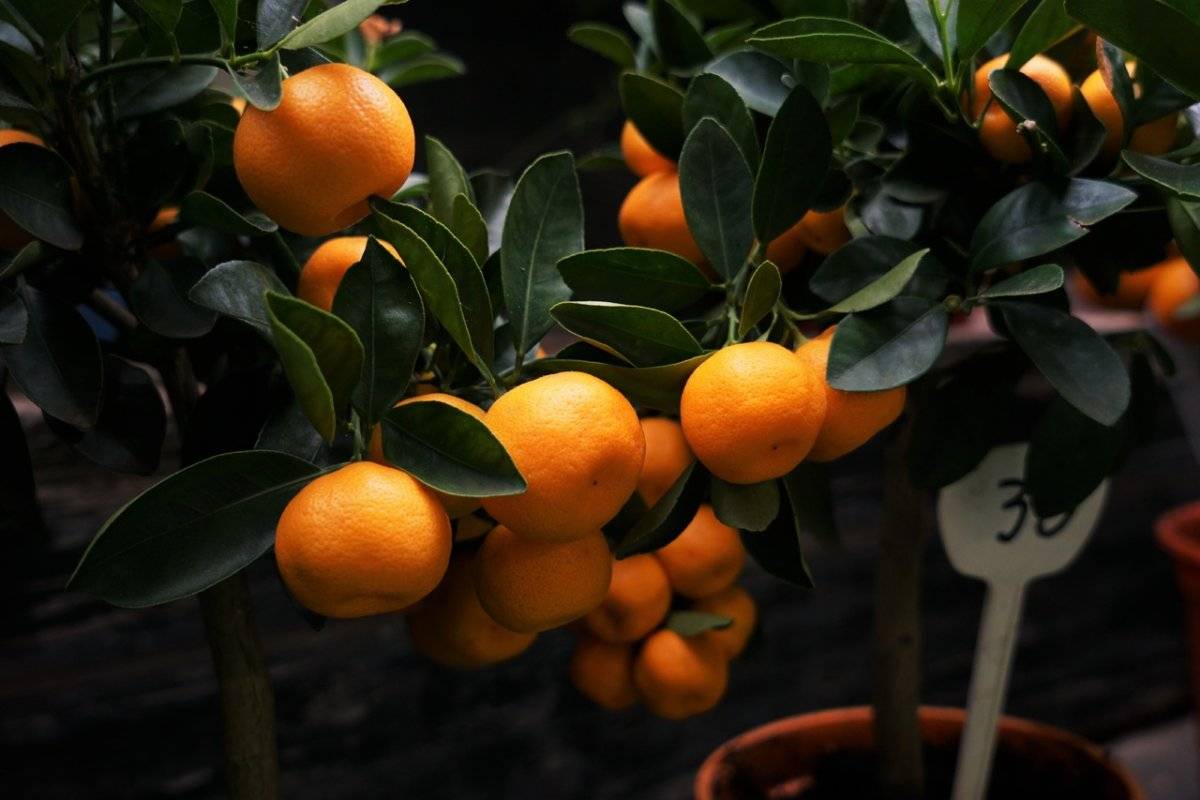 Чем и как правильно подкормить лимон в домашних условиях?