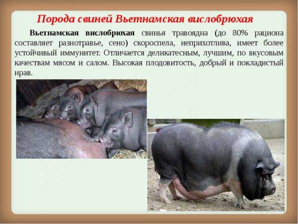 Вьетнамские вислобрюхие свиньи (56 фото): содержание и разведение поросят вьетнамской породы в домашних условиях, особенности питания, отзывы владельцев