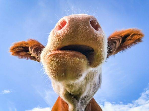 Почему у коровы нет жвачки и что делать в данном случае