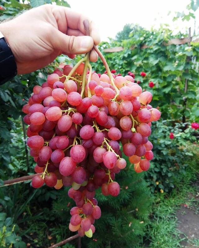 Красивый виноград с наливными ягодами — сорт софия