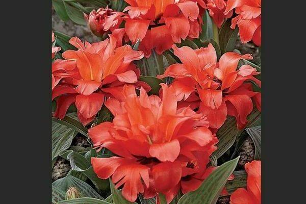 Пионовидные тюльпаны: фото, сорта, описание, выращивание