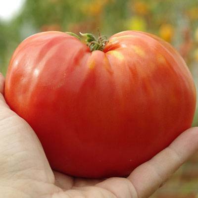 Немецкий томат: подробное описание и рекомендации фермеров. как вырастить кистевой фляшен