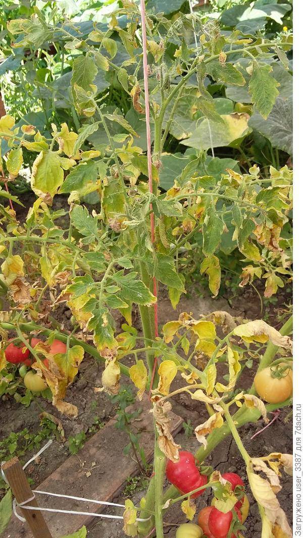 Почему у рассады томатов желтеют, сохнут и скручиваются листья