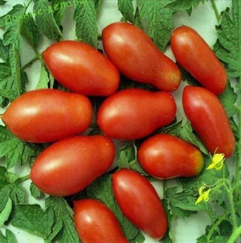 Выращиваем отечественный помидор «московский деликатес»: описание, характеристика и фото сорта