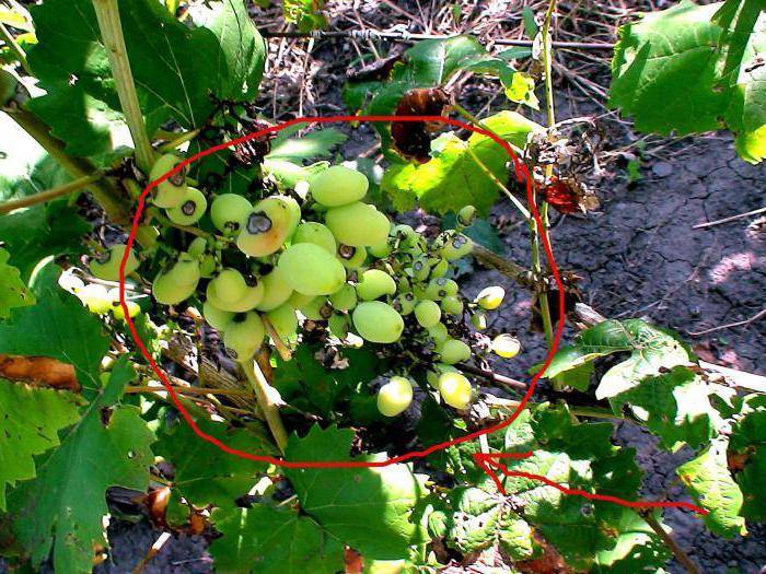Дамашин галбен сорт винограда