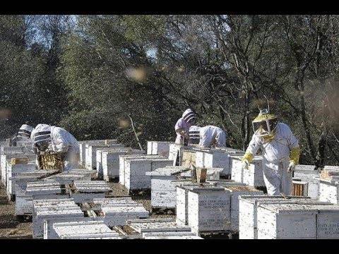 Промышленное пчеловодство: особенности