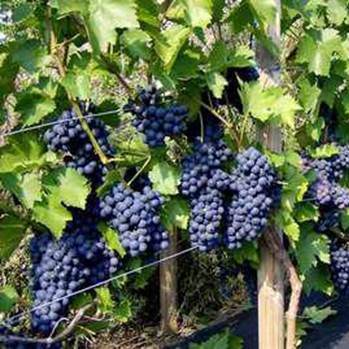 Виноград зилга: особенности и характеристики сорта. отзывы виноградарей и садоводов