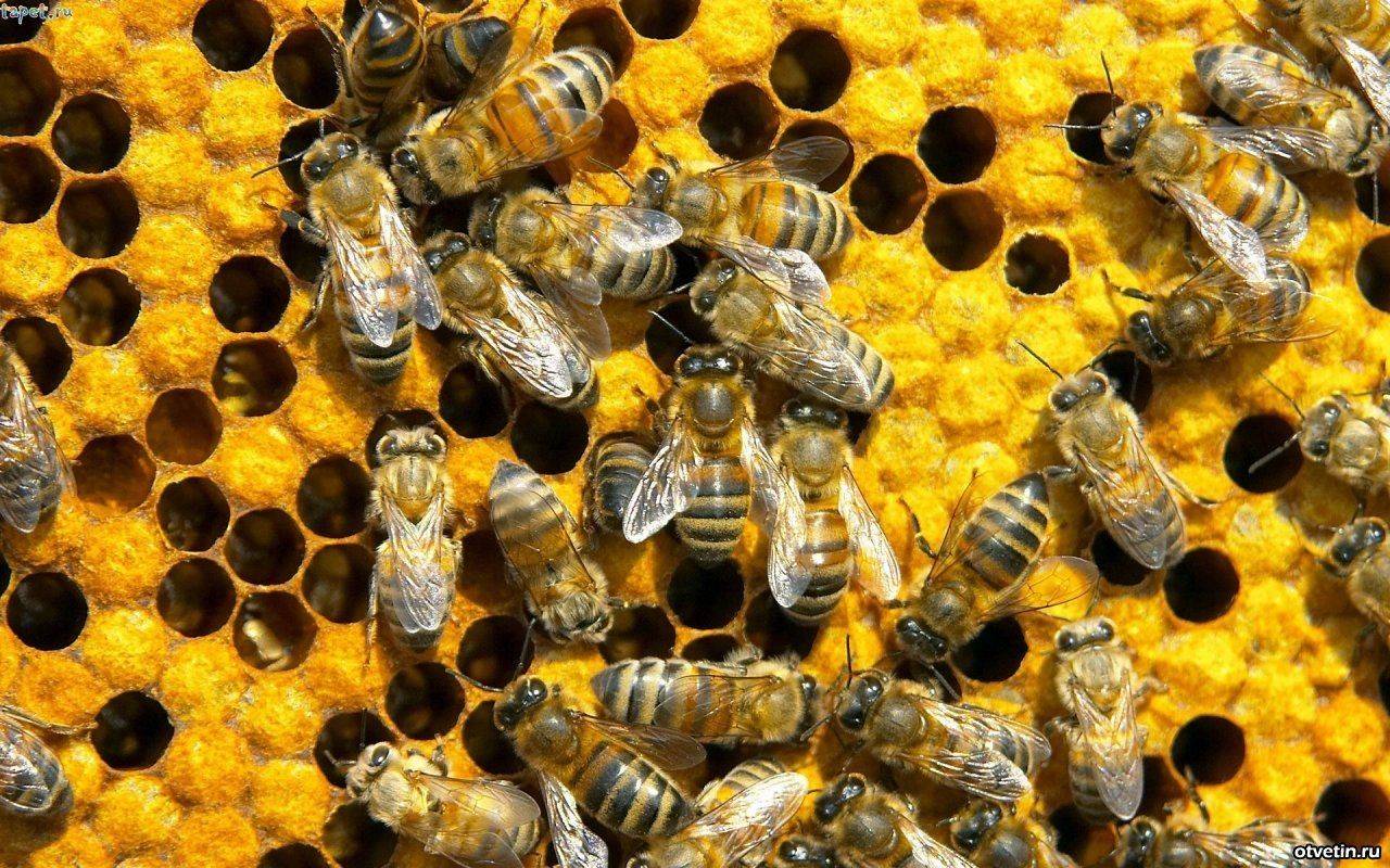 Каменный расплод пчел: признаки и лечение