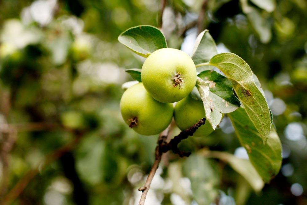 Советы агрономов, чем обработать яблоню от парши