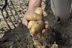 Когда можно копать молодую картошку после цветения - огородо