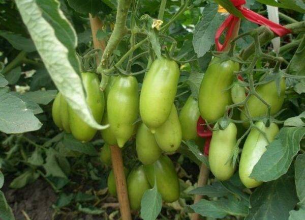 Томат каспар: описание сорта и рекомендации по выращиванию