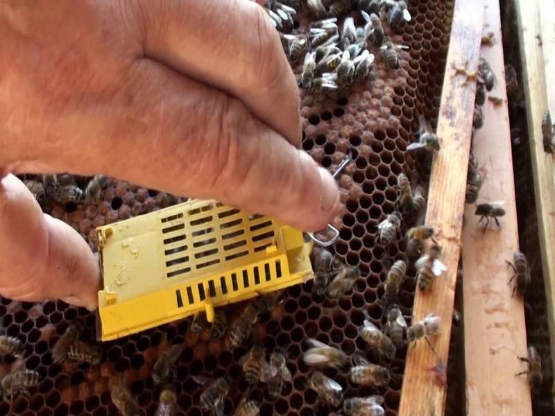 Как подсадить роевой маточник к пчелам