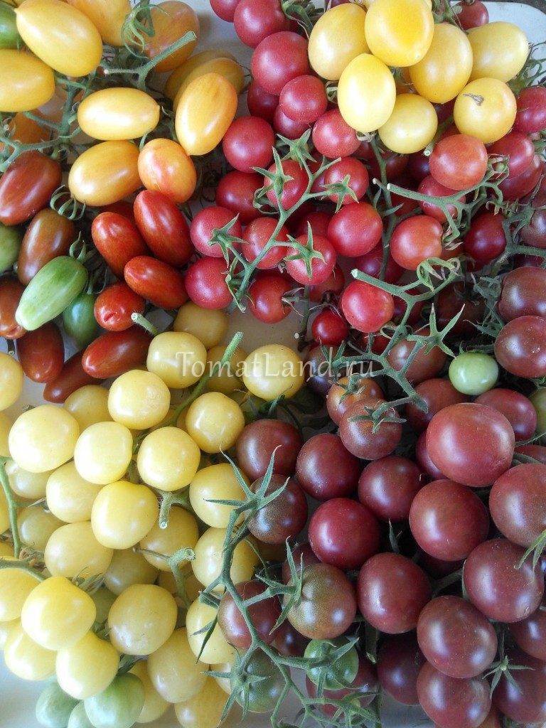 Черные сорта томатов — характеристика, описание, фото