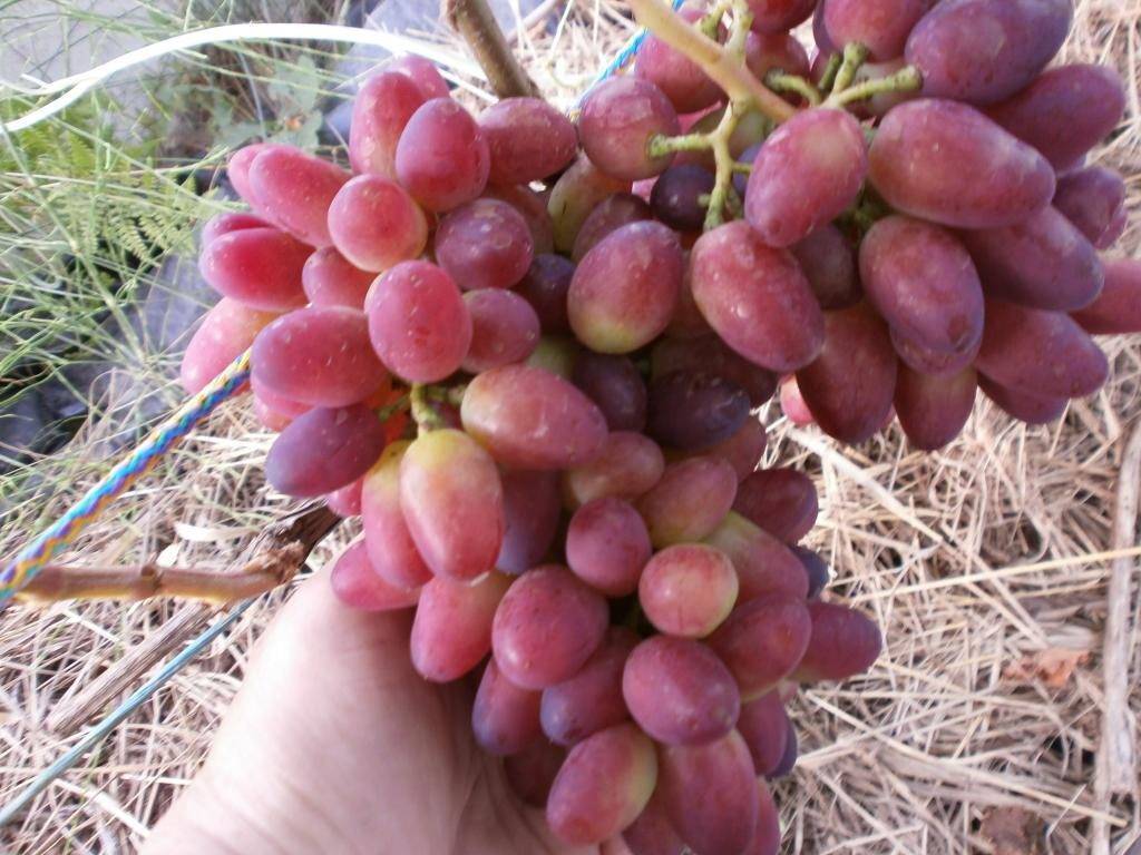 Неприхотливый гибрид любительской селекции — виноград нина, описание сорта и его фото