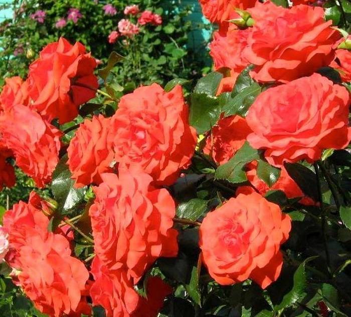 Роза «салита» (29 фото): описание и характеристика плетистого сорта роз «салита», отзывы владельцев