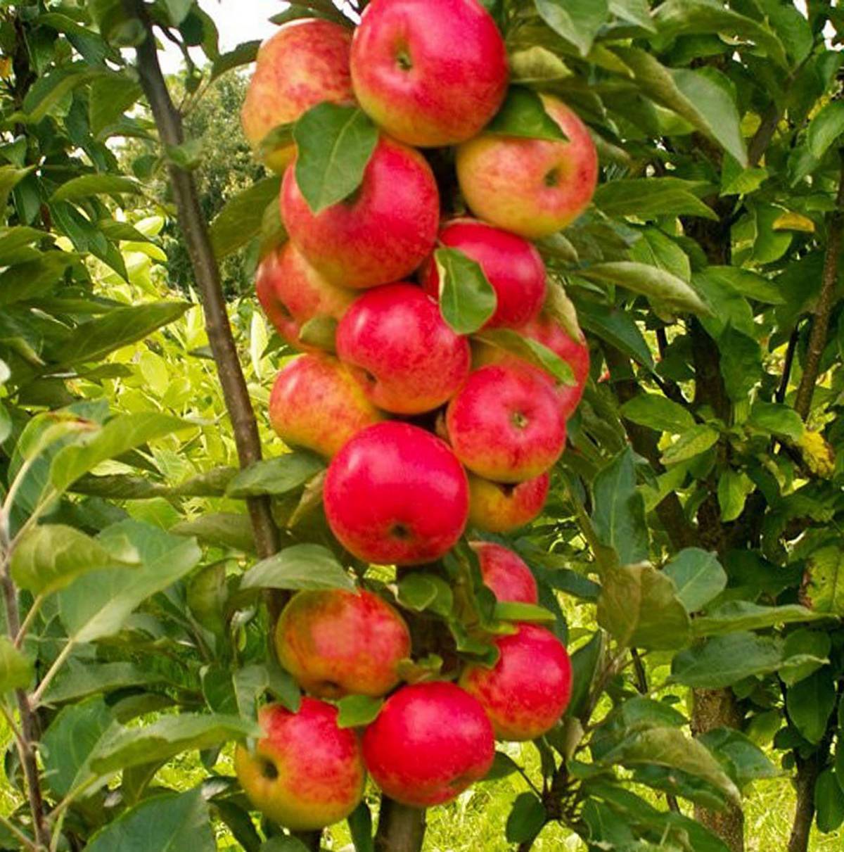 Низкорослые яблони: сорта на карликовом подвое