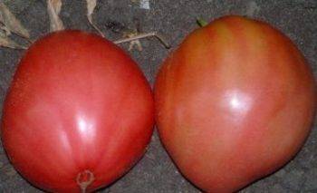 Сорт помидоров вельможа — описание сорта с фото, отзывы