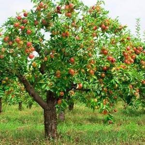 Яблоня серебряное копытце — описание сорта, фото, отзывы