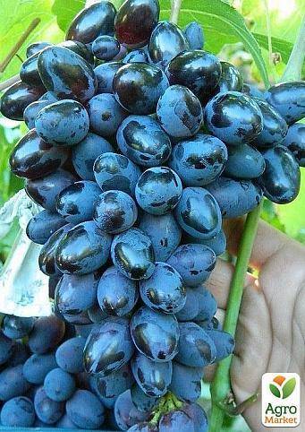 Виноград атос: описание сорта и 6 особенностей выращивания