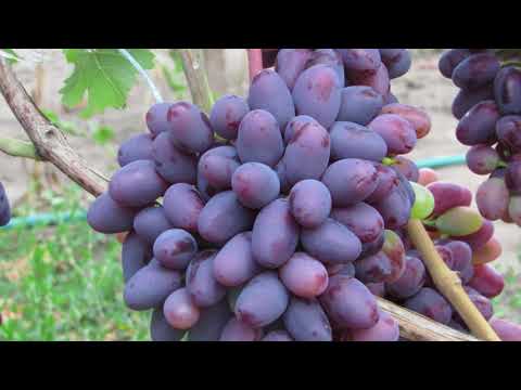 Виноград сорта «байконур», его описание с фото и видео